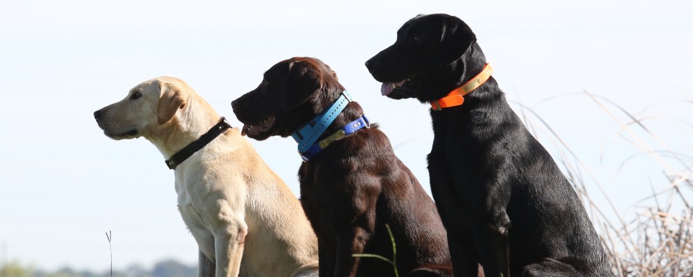 Texas Retriever Training for Gun Dogs, Puppies, Labrador