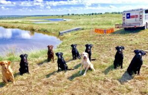 AKC Hunt Test Results